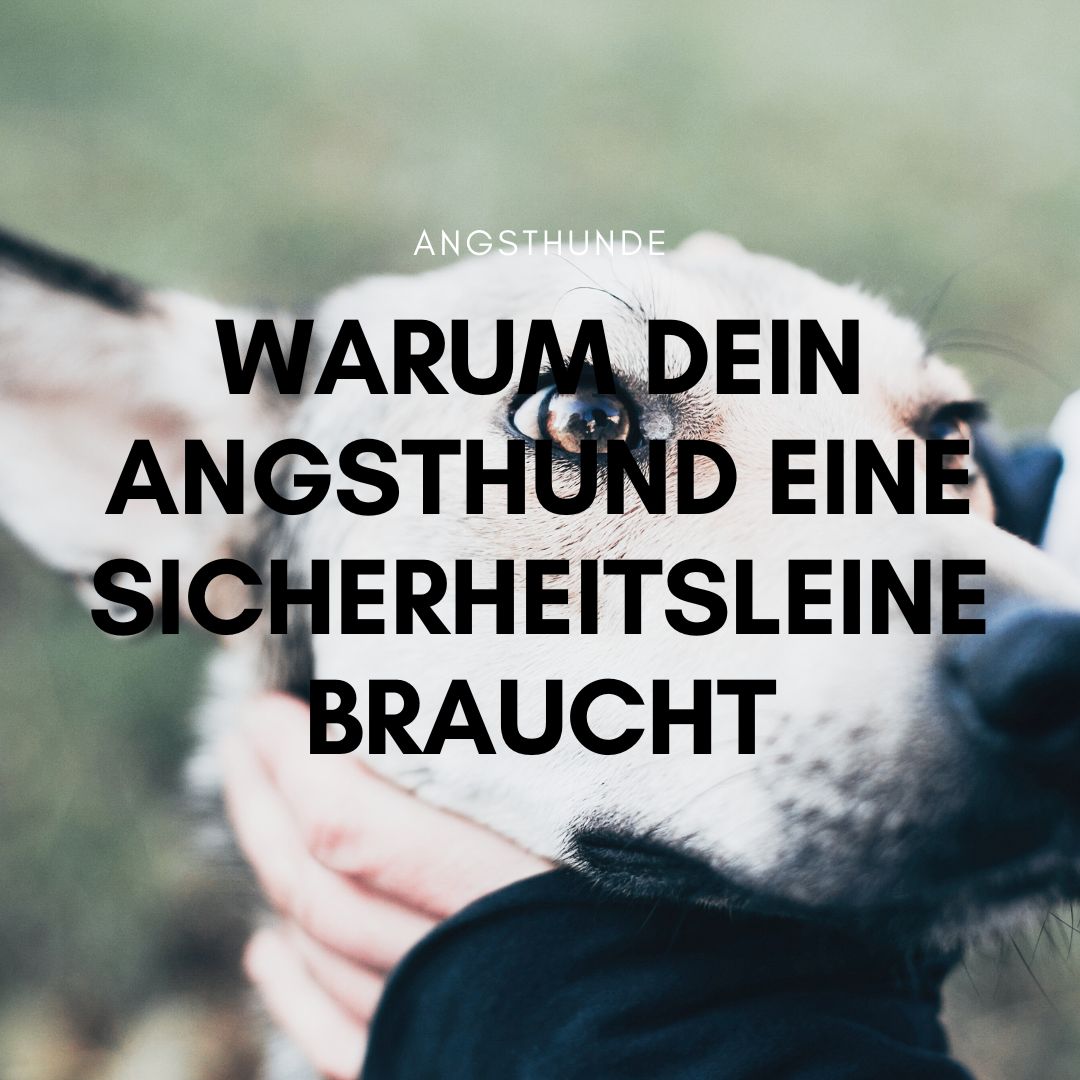 angsthund Sicherheitsleine
