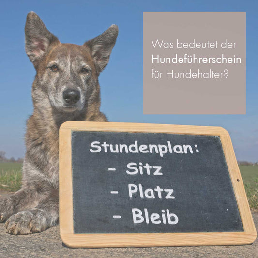 Was bedeutet der Hundeführerschein für Hundehalter?