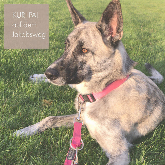 KURI PAI auf dem Jakobsweg