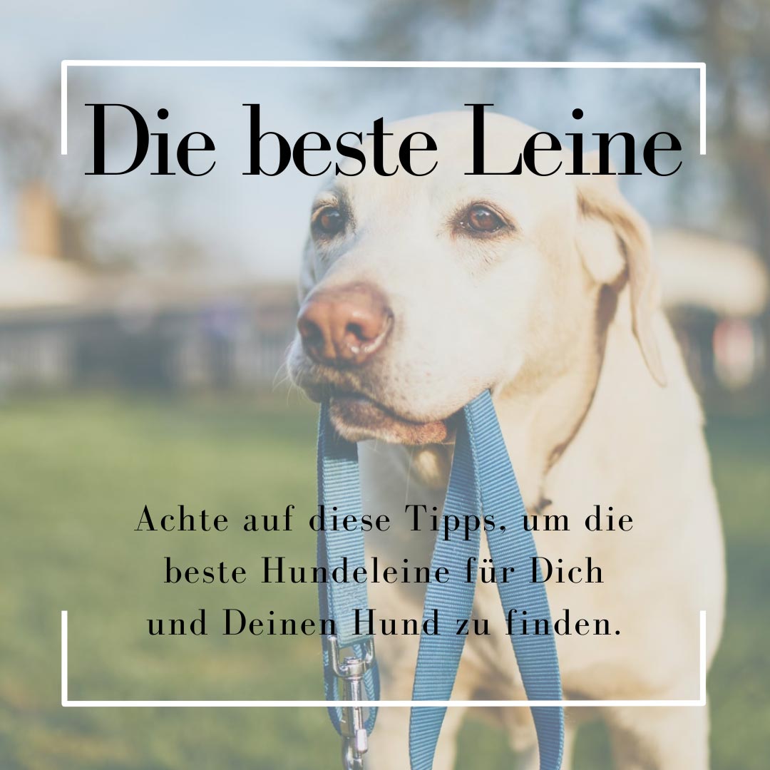 Welche Hundeleine ist die beste für mich?