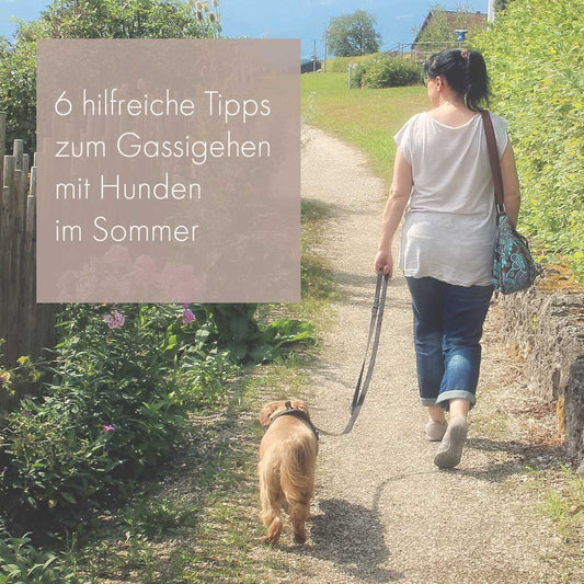 6 hilfreiche Tipps zum Gassigehen mit Hunden im Sommer