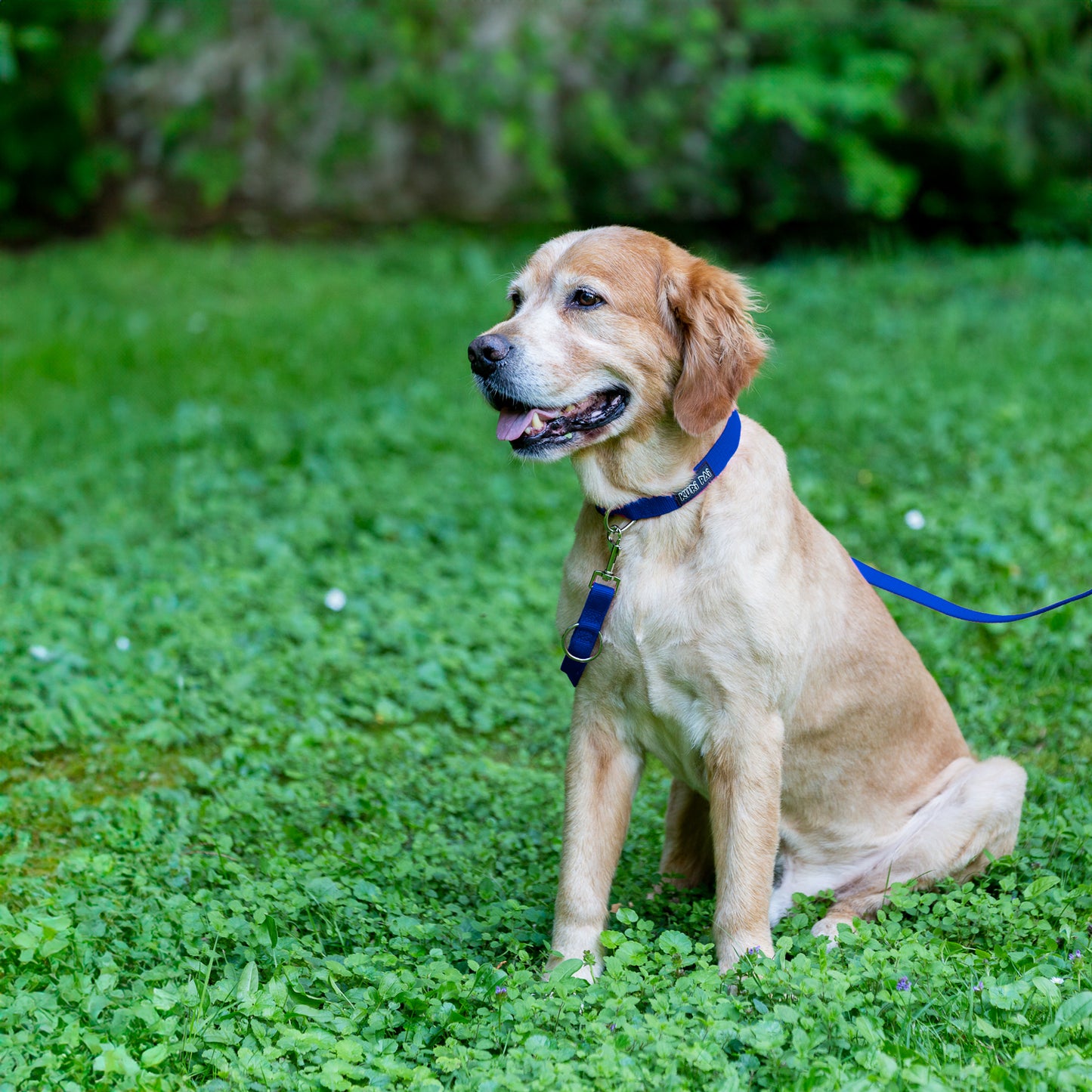 Hundehalsband, blau