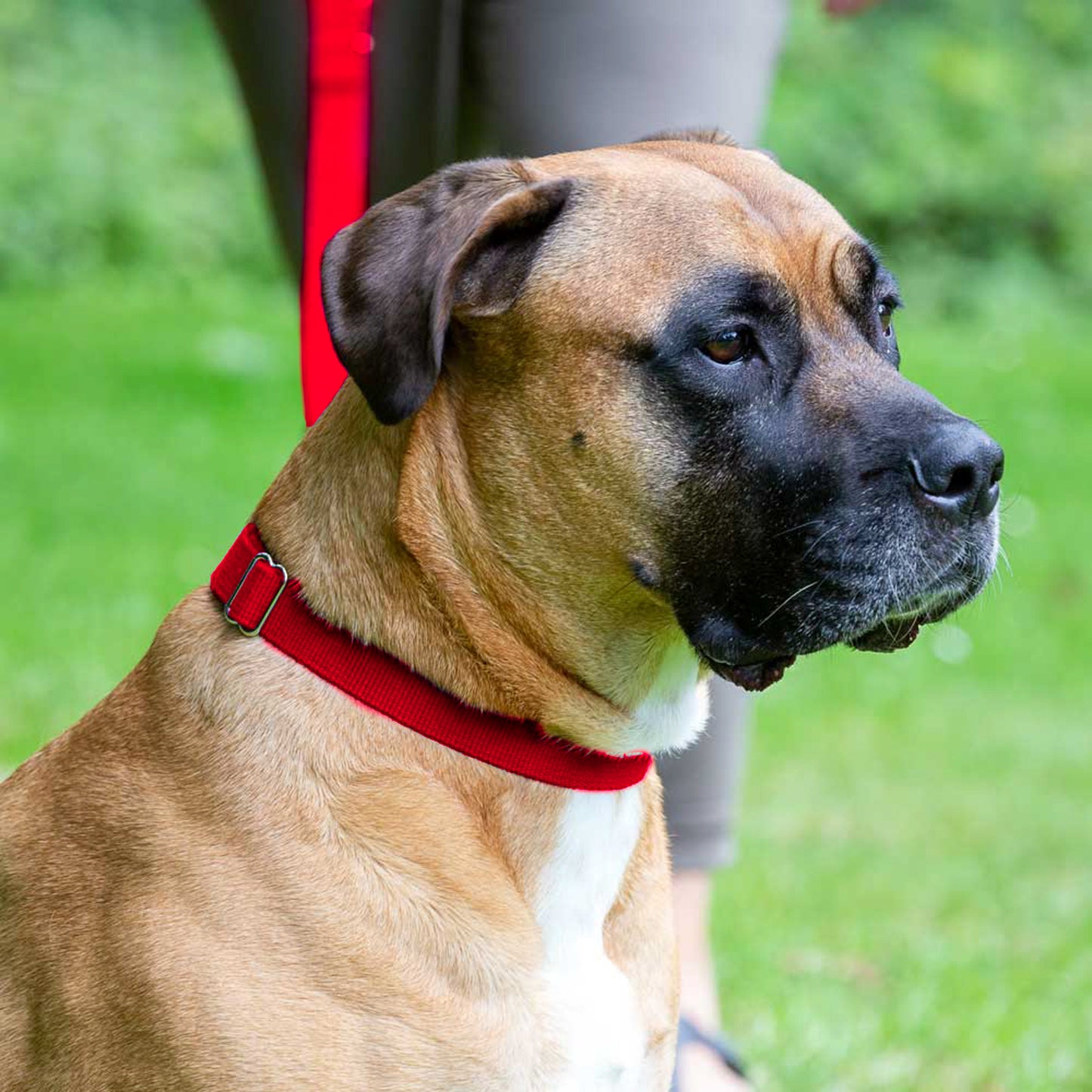 Hundehalsband, rot