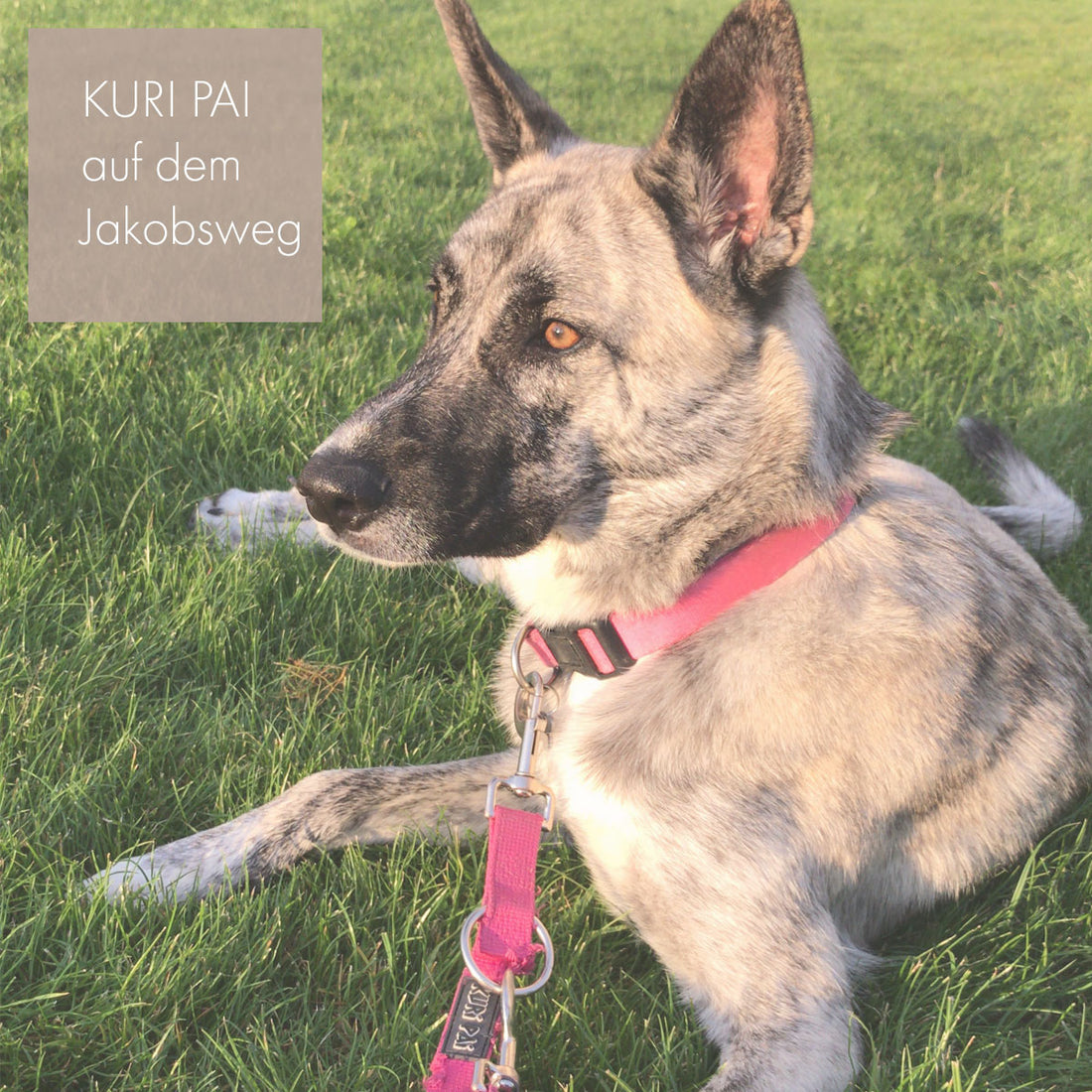 KURI PAI auf dem Jakobsweg