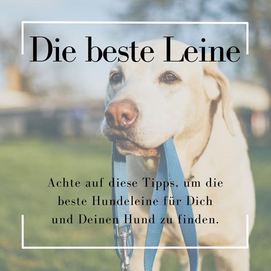 Welche Hundeleine ist die beste für mich?