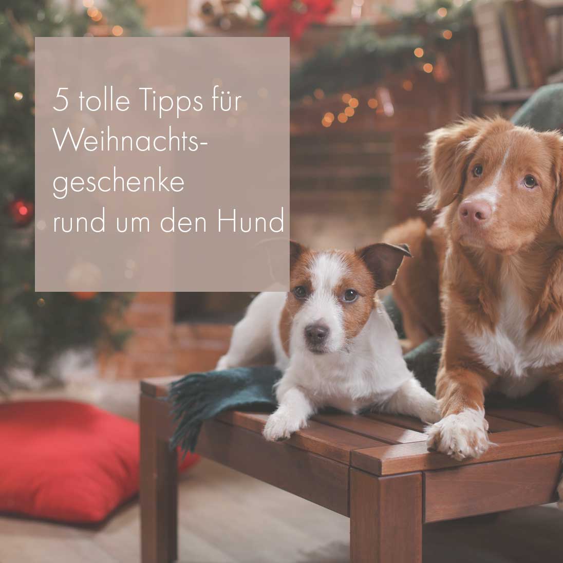 Fünf tolle Tipps für Weihnachtsgeschenke rund um den Hund