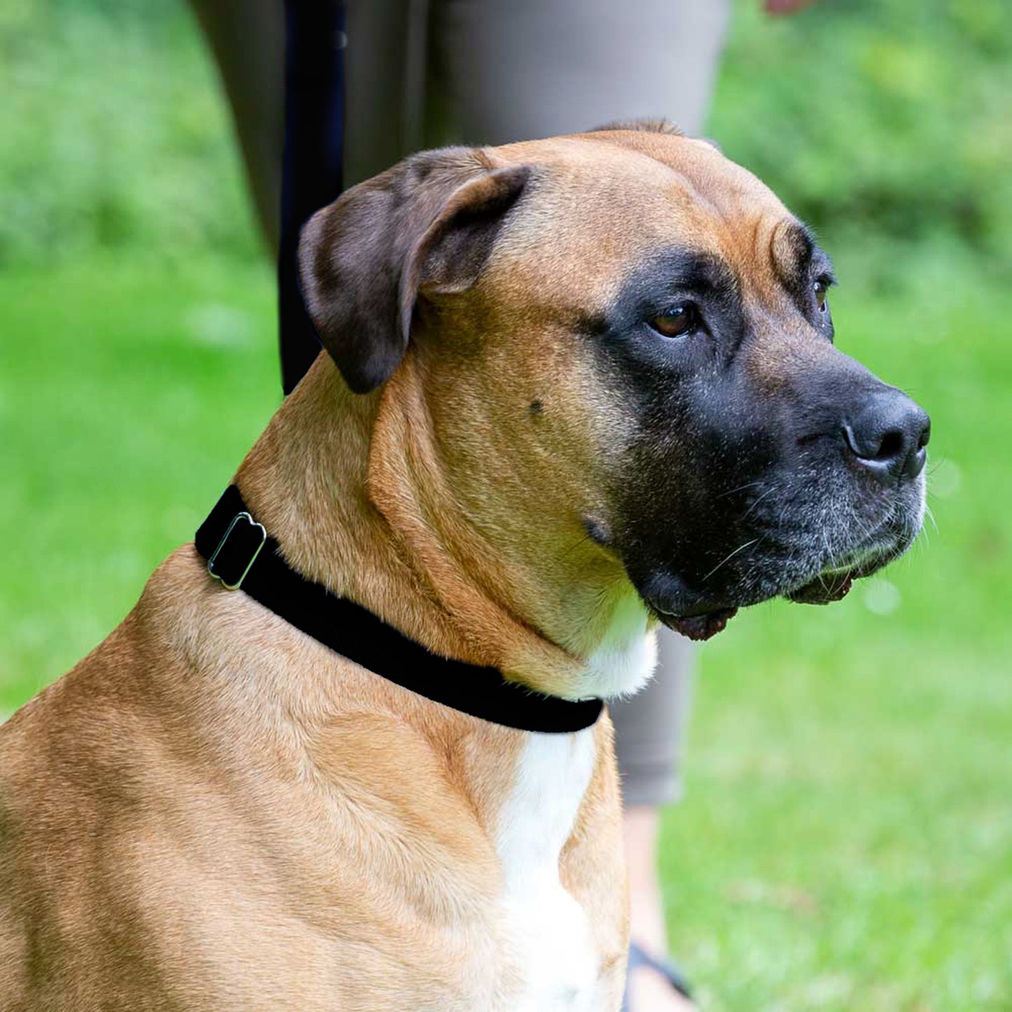 Hundehalsband, schwarz