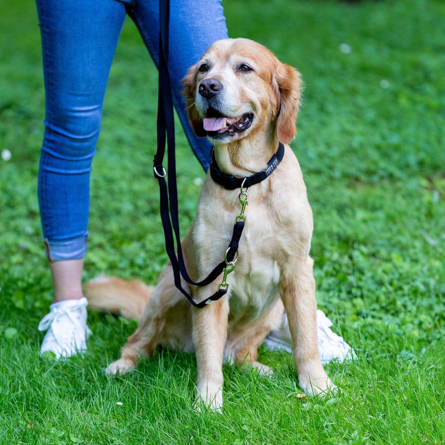 Hundehalsband, schwarz