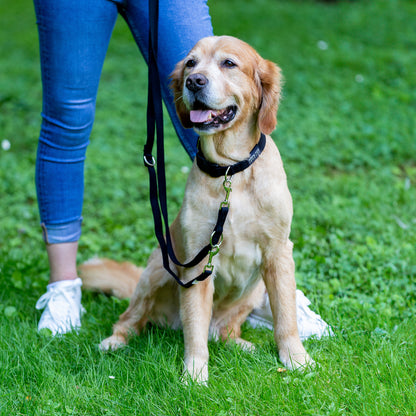 Hundehalsband, schwarz