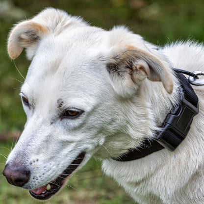 Extra breites Hundehalsband, schwarz