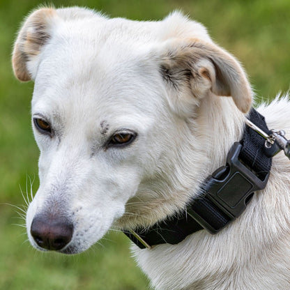 Extra breites Hundehalsband, schwarz