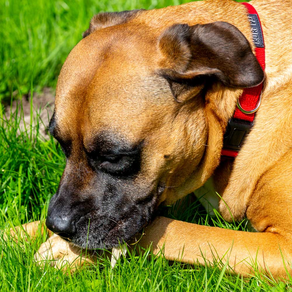 rotes hundehalsband an hund
