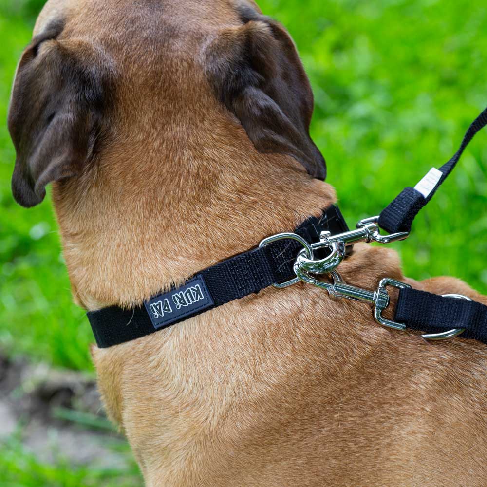 schwarzes hundehalsband an hund